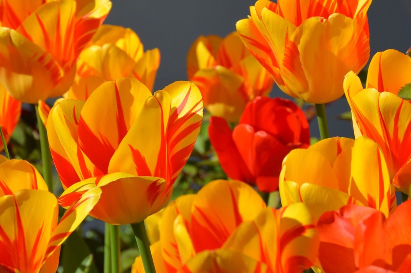 tulips-1261142_1280